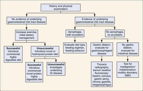 Gastrointestinal Gas Eructation Borborygmus And Flatulence