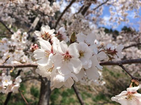 Cherry Blossom Flower Sakura · Free Photo On Pixabay