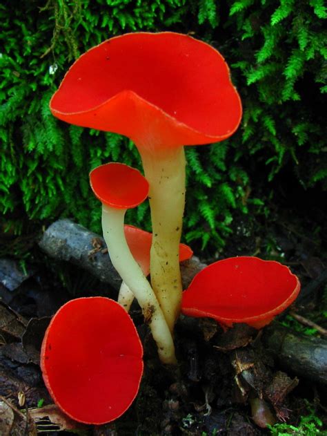 Sarcoscypha Occidentalis Stalked Scarlet Cup This Guy Is Known As An