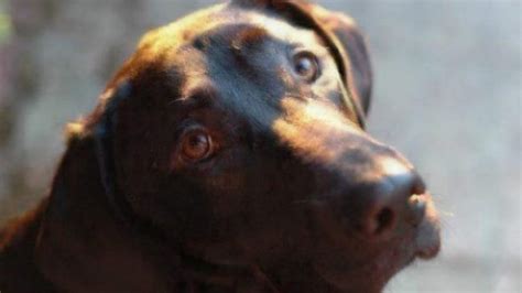 Pet Foster Parents: The Unsung Heroes of Animal Rescue