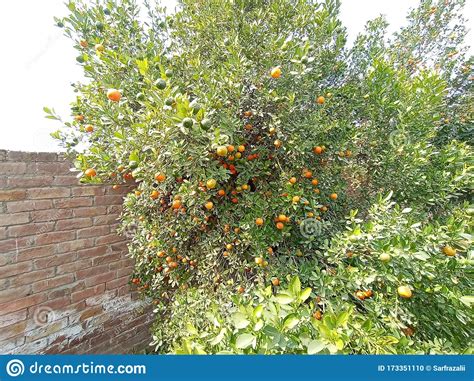Dwarf Citrus A Valuable Tree For Home Gardening Stock Photo Image Of