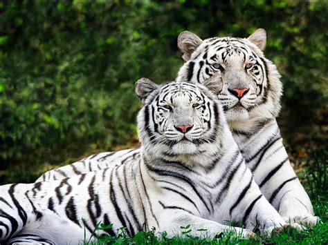 Royal Bengal Tiger Tiger Man Hd Wallpaper Pxfuel