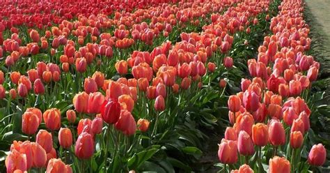 Mỹ 7 Cánh đồng Hoa Tulip Không Nên Bỏ Qua Trong Mùa Xuân Này Báo Dân Trí