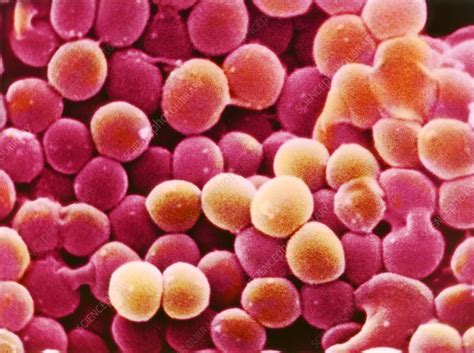 Staphylococcus Aureus Bacteria Stock Image B2340078 Science