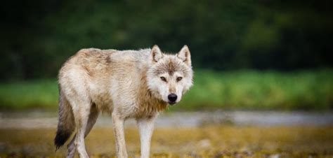 Coastal Wolves Of Vancouver Island Wolf Parks Blog