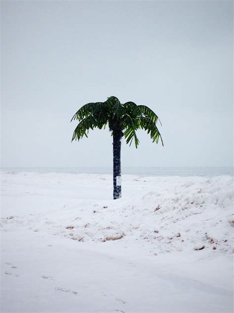Palm Tree In Snow Grand Haven Michigan Erin Flickr