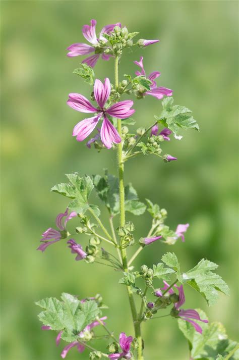 Malva Sylvestris L Pr Servons La Nature