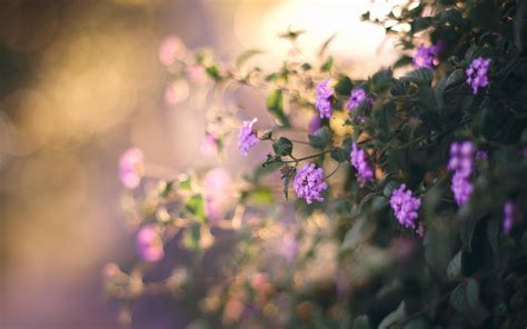 Wallpaper Sunlight Flowers Plants Purple Branch Blossom Spring