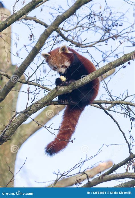 Red Panda Eating A Apple Stock Image Image Of Large 112554881