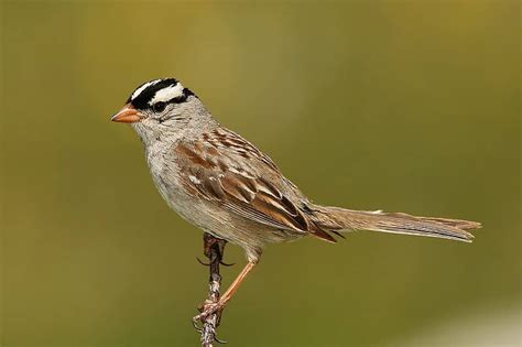 Sparrow Bird Facts Passeridae Az Animals