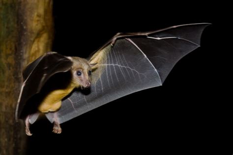 Dave Bartlett Bird Photography Fruit Bat In Flight