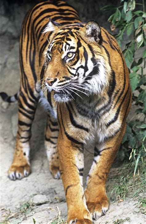 Wwf Releases Rare Footage Of Sumatran Tiger Cubs Playing Tourism