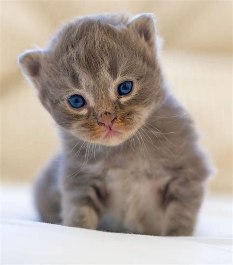 Kitten Most Beautiful Cat Breeds Cats Cute Animals