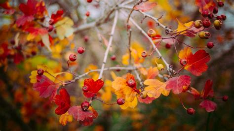 Free Images Tree Nature Branch Blossom Plant Berry Leaf Fall