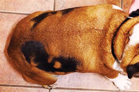 Diagnosing And Treating Alopecia In Dogs