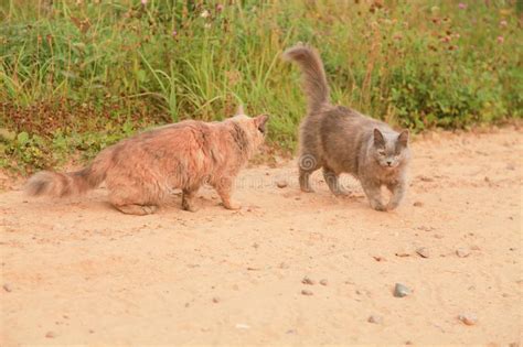 Two Cute Cats Walking Caress On A Summer Day Stock Photo Image Of