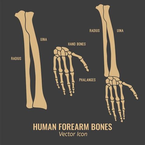 Anatomy Of Bones Of The Arm Bodytomy