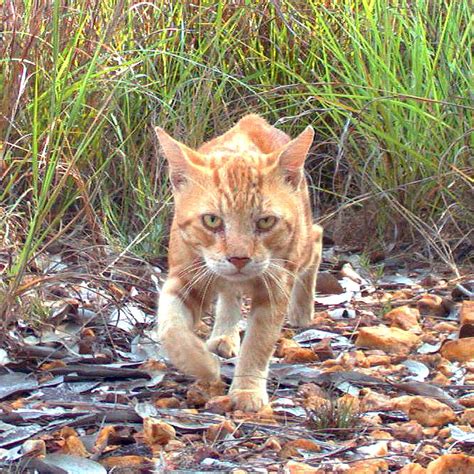 What Do Feral Cats Eat In Australia Image Repository