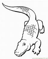 Coloring Crocodile Aligator Alligator Alligators Pdf Coloringpages101 sketch template