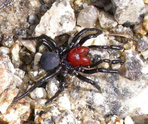 Spiders Bushwalking 101