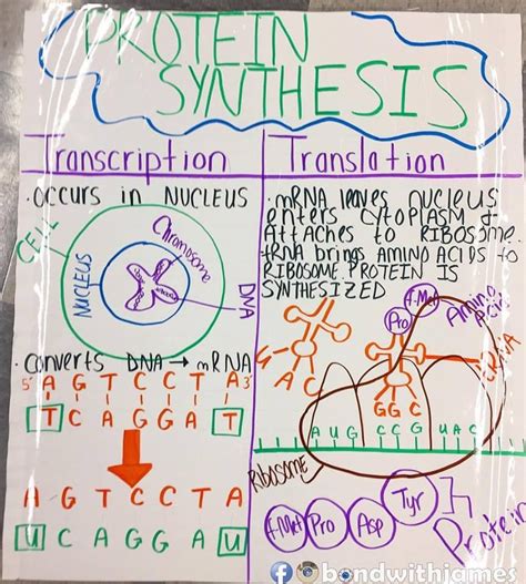 Protein Synthesis Anchor Chart Anchor Of Support 生物学