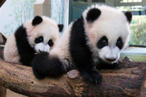 Zoo Atlantas Giant Panda Twins Play All Day Panda Giant Panda
