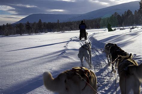 Dog Sledding In Kiruna Martin Isaksson Flickr