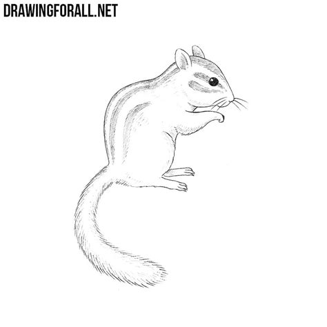 2) from the middle of the rectangle, draw one vertical mark off the width and height of the picture. How to Draw a Chipmunk | Drawingforall.net