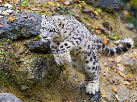 Jumping Mohan Panthera Felidae Leopards Snow Leopard Big Cats