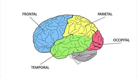 La Corteza Cerebral Y Las Diferentes Funciones Por áreas Corticales