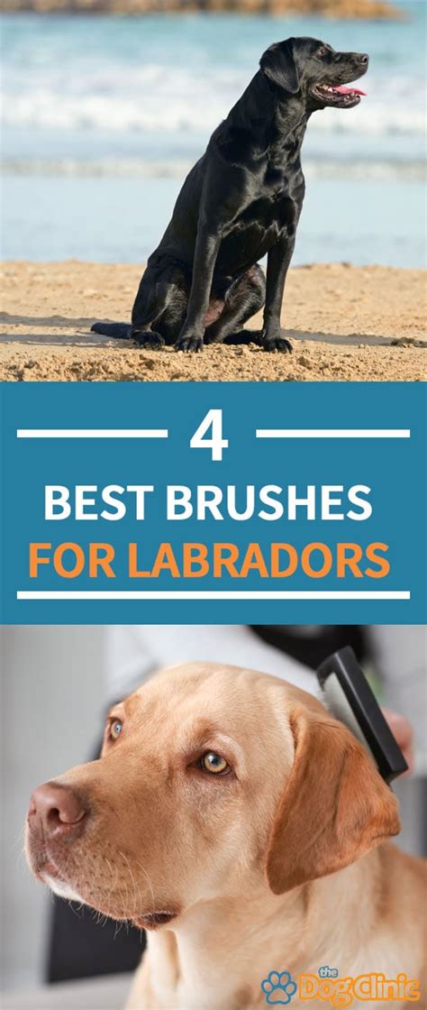 4 Best Brushes For Labs 2021 Great For Almost Any Labrador