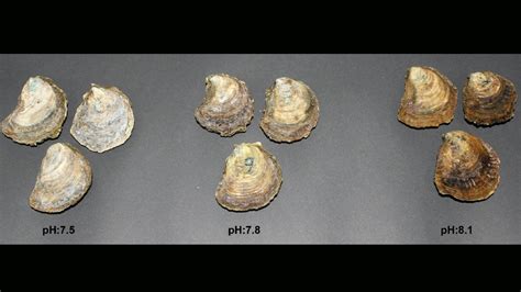 Jeopardy At Sea What Atoms In Clams Tell Us About Ocean Acidification