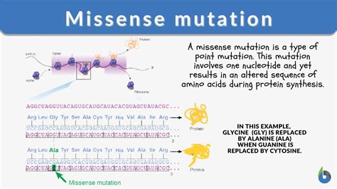Missense Mutation Definition And Examples Biology Online Dictionary