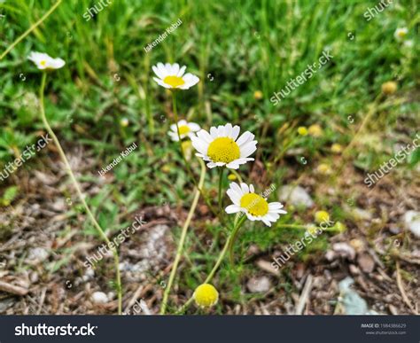 Daisy Daisy Flower Chamomile Flower Garden Stock Photo 1984386629