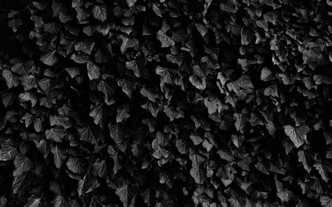 Black Wallpaper 110 2560x1600