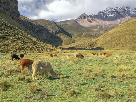 Visit Alpacas In South America Animals Around The Globe