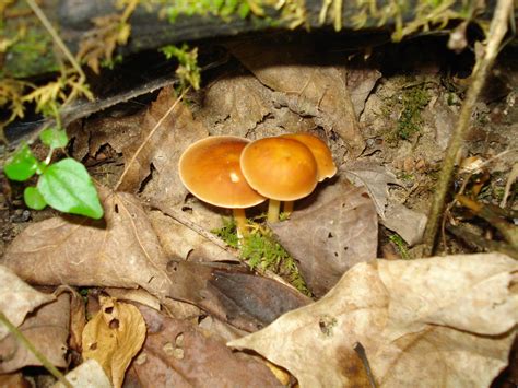 Some Ohio Finds Mushroom Hunting And Identification Shroomery