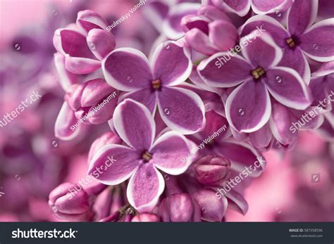 Purple Lilac Flowers Background Syringa Vulgaris Stock Photo Edit Now