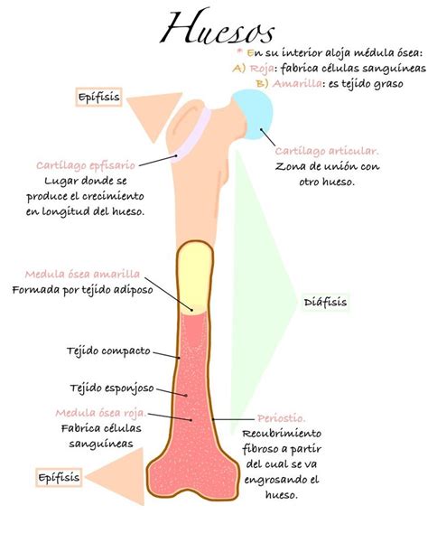 Estructura y partes del hueso Lecciones de biología Anatomía médica