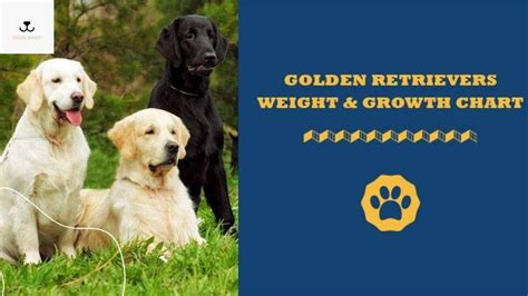 Golden Retriever Growth And Weight Chart