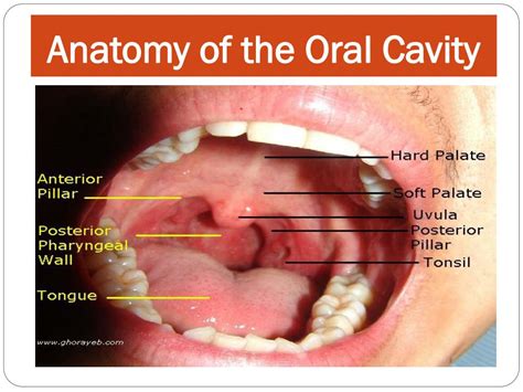 Ppt Anatomy Of Oral Cavity Pharynx Oesophagus Powerpo Vrogue Co