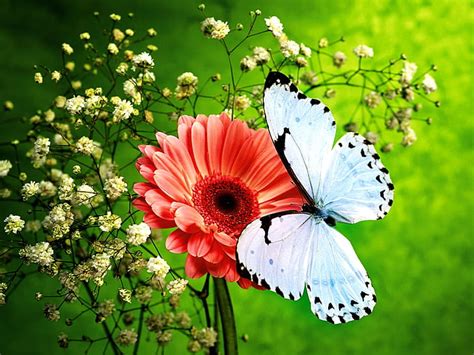 Hd Wallpaper Butterfly Flower Flowering Plant Freshness Beauty In