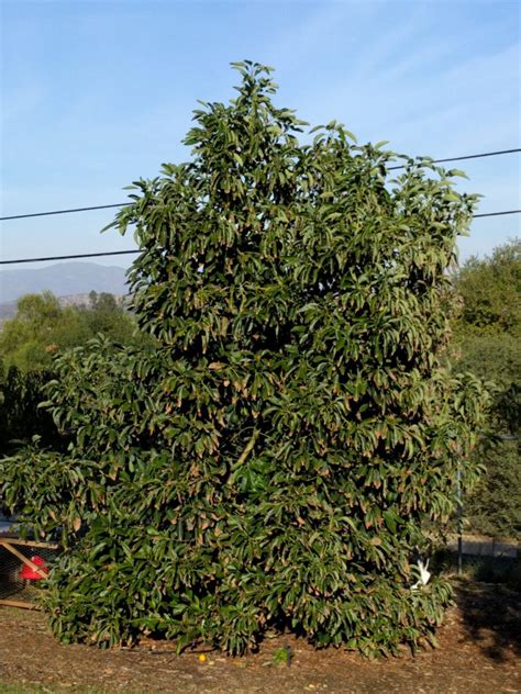 Sometimes, the trees only produce in every other year. Can you grow an avocado tree in a small yard? - Greg Alder ...