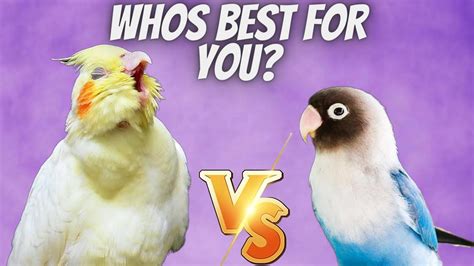 Cockatiel Vs Lovebird Which Is Better For You Youtube