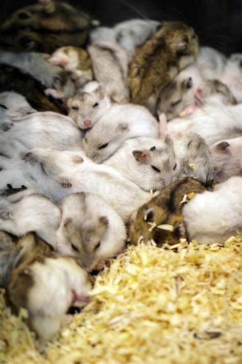 Baby Hamsters Sleeping Stock Image Image Of Rats Sibling