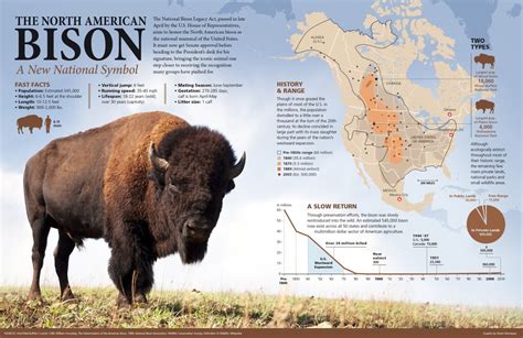 Bison Biology Facts About Bison