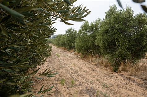 유토이미지 View Of Empty Dirt Track In Olives Farm