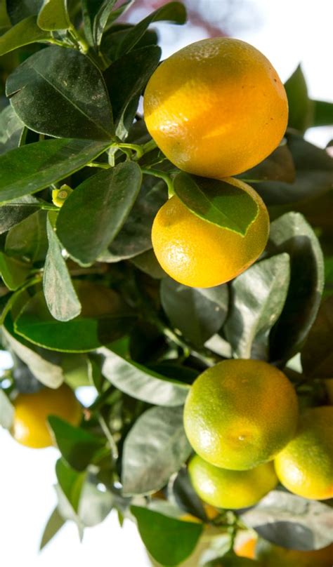Calamondin Care Pruning Watering Diseases And Pests For Indoor Growth