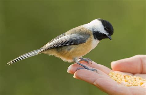 How To Attract Chickadees