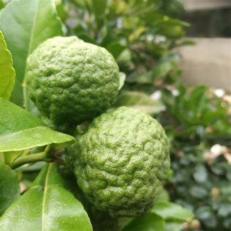Citrus Hystrix Kaffir Lime Tree In Gardentags Plant Encyclopedia
